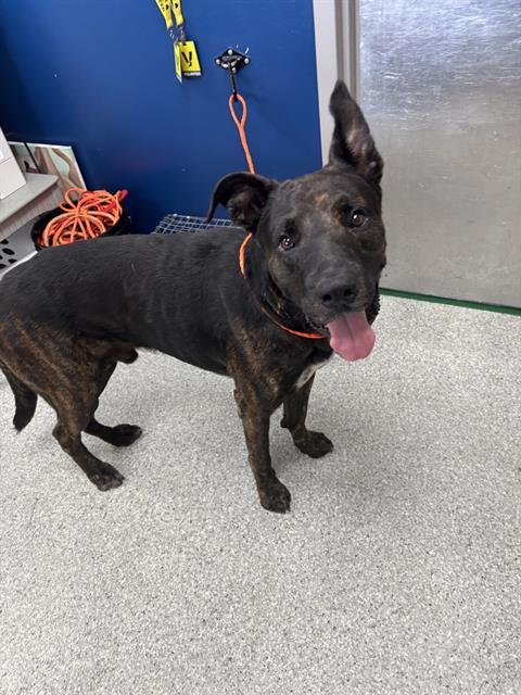 CHUCK - Dutch Shepherd available for adoption