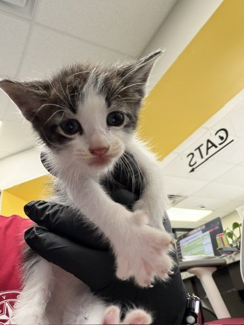 A186586 - Domestic Short Hair available for adoption