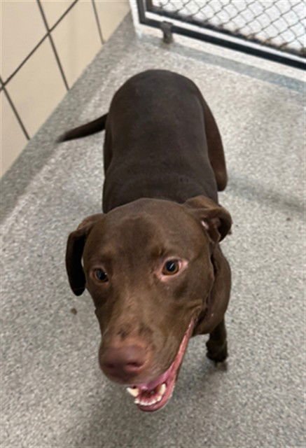 LUNA - Labrador Retriever available for adoption