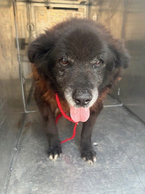 BEAR - Chow Chow available for adoption