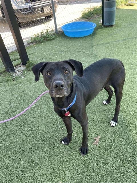 KEVIN - Great Dane for adoption in Pasadena