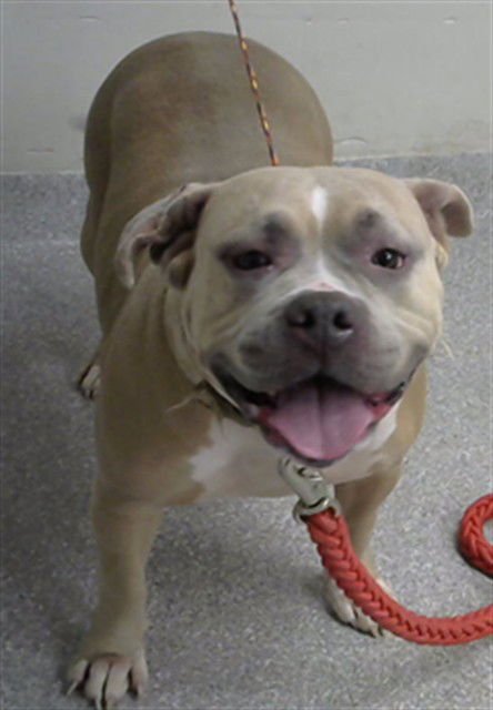 MABEL ROSE - American Pit Bull Terrier available for adoption