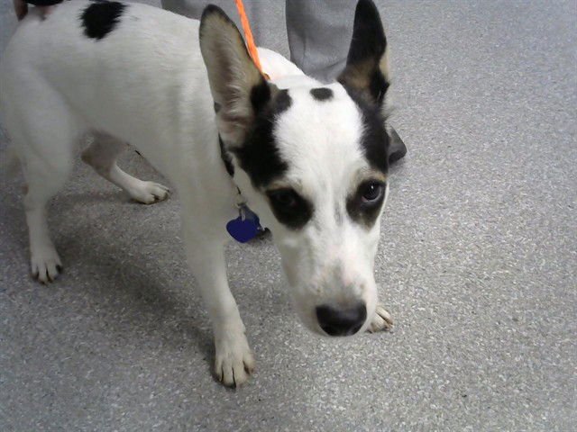 DIEGO - Border Collie available for adoption