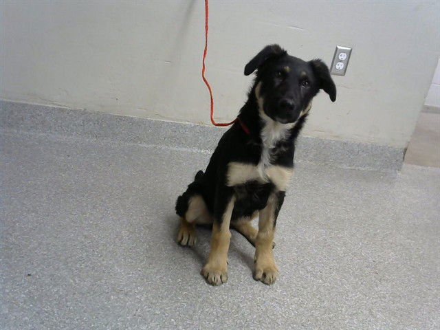 ZEKE - German Shepherd Dog available for adoption