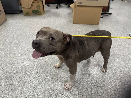 A187514 - Staffordshire Bull Terrier available for adoption