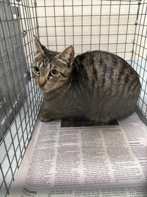 FABLE - Domestic Short Hair available for adoption