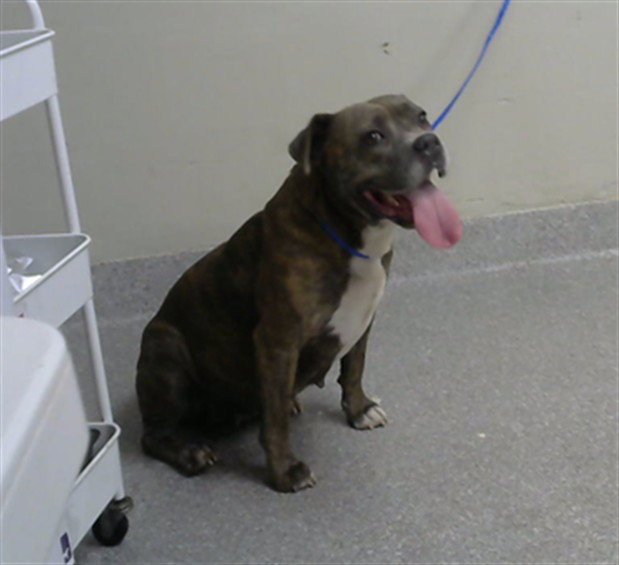 NYLA Image