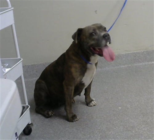 NYLA - American Staffordshire Terrier available for adoption