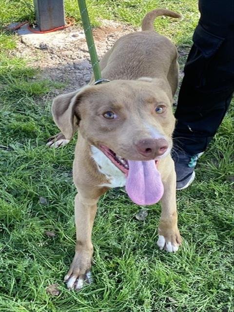 ESPRESSO - Labrador Retriever available for adoption