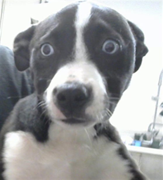 ROSIE - Pointer available for adoption