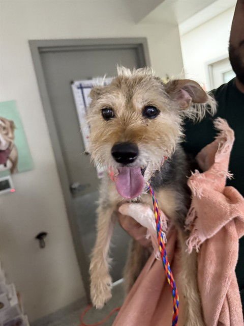 BAILEY - Cairn Terrier available for adoption