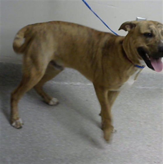 THOR (WESTON) - American Pit Bull Terrier available for adoption