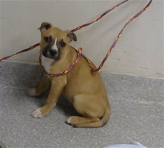 JACK - Boxer available for adoption