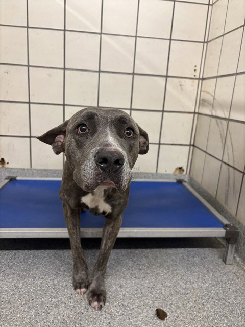 A188563 - American Pit Bull Terrier available for adoption