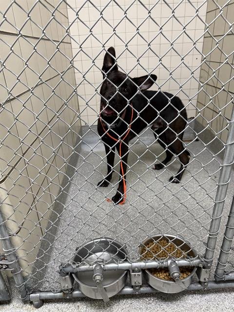 A186669 - American Pit Bull Terrier available for adoption