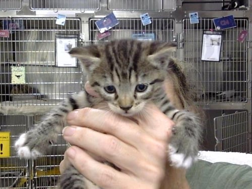 A186795 - Domestic Short Hair available for adoption