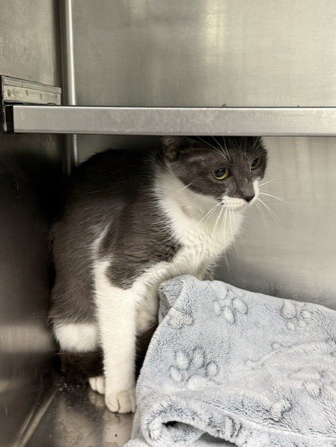 BLOSSOM - Domestic Short Hair available for adoption