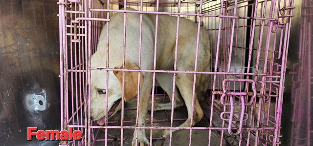 WEDO - Labrador Retriever available for adoption