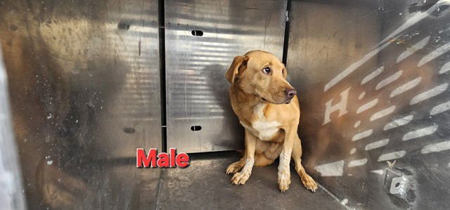 BROWNIE - Labrador Retriever available for adoption