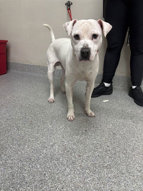 MILO - American Pit Bull Terrier available for adoption