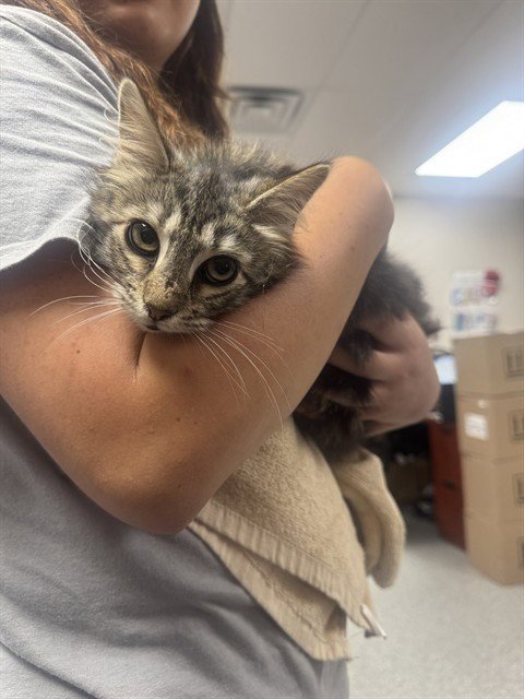 FAITH - Domestic Long Hair available for adoption