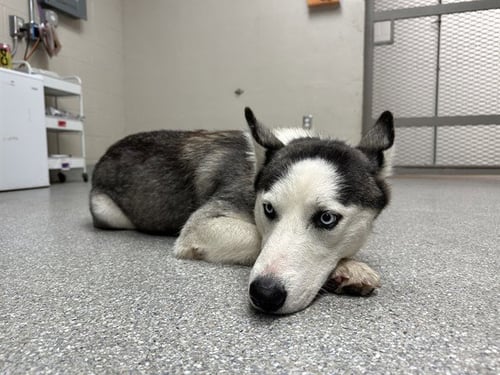 ZURI - Siberian Husky available for adoption