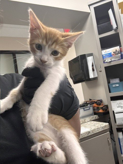 A187868 - Domestic Short Hair available for adoption