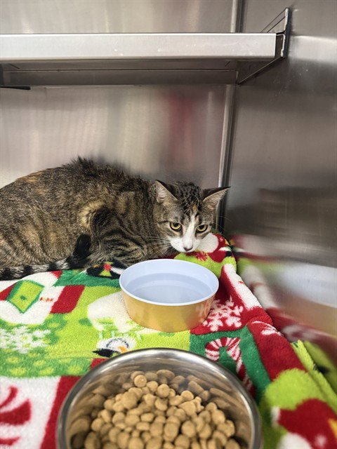 A188126 - Domestic Short Hair available for adoption
