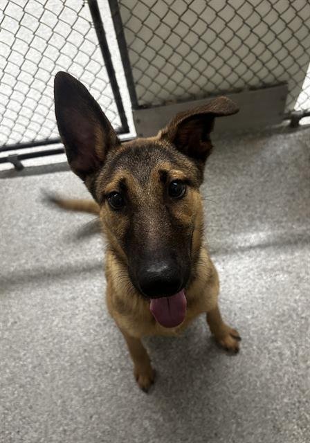 PETER PAN - German Shepherd Dog available for adoption