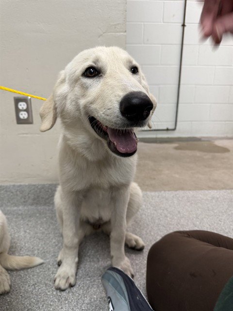 BIANCA - Great Pyrenees / German Shepherd Dog available for adoption