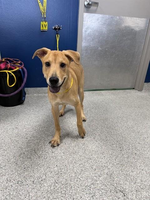 BRUNO - Labrador Retriever available for adoption