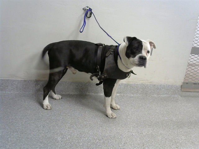 PORKCHOP - American Pit Bull Terrier available for adoption