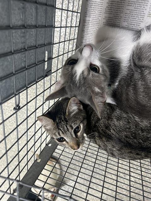 TABITHA - Domestic Short Hair available for adoption