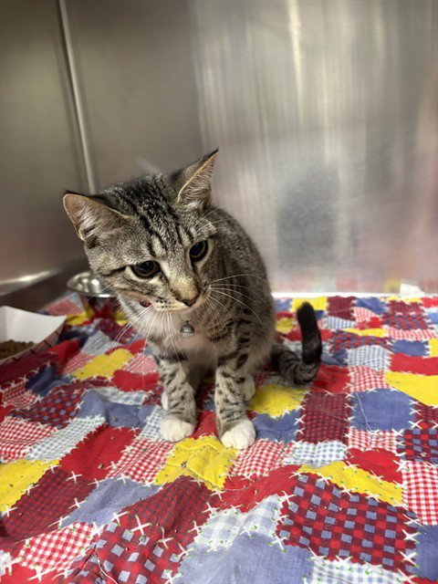 TABITHA - Domestic Short Hair available for adoption
