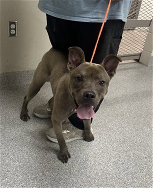 A186938 - American Staffordshire Terrier available for adoption