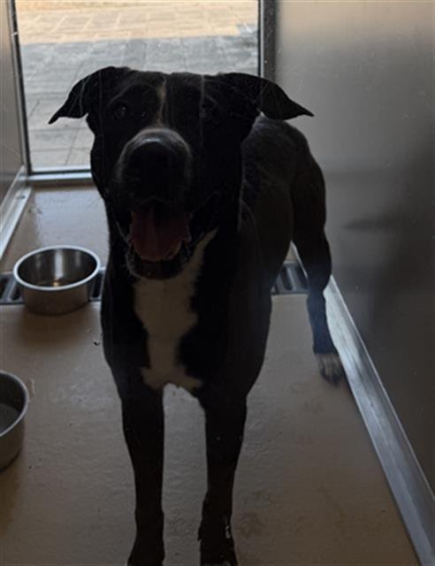 SEBASTIAN - Staffordshire Bull Terrier available for adoption