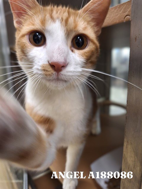 ANGEL - Domestic Medium Hair available for adoption