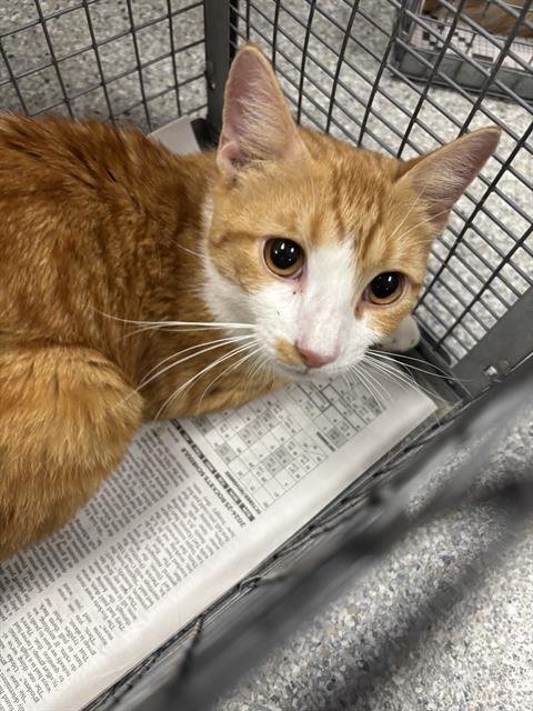 ANGEL - Domestic Medium Hair available for adoption