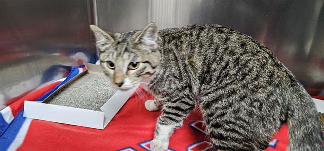 LEO - Domestic Short Hair available for adoption