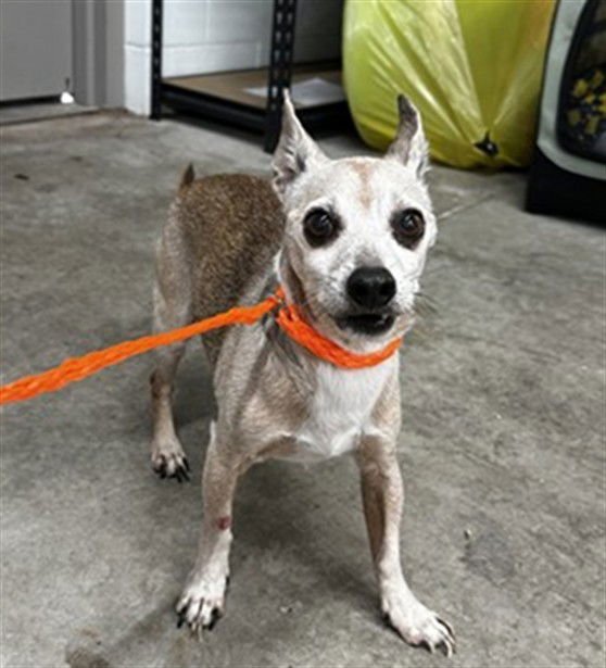 DOC - Chihuahua available for adoption