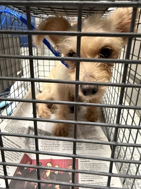 A187126 - Rat Terrier available for adoption