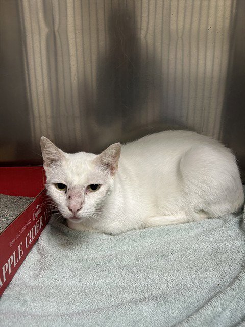 A186996 - Domestic Short Hair available for adoption