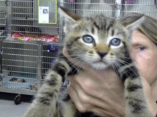 A187327 - Domestic Short Hair available for adoption