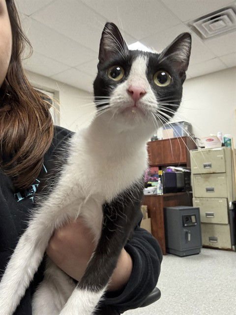 TOFU - Domestic Short Hair available for adoption