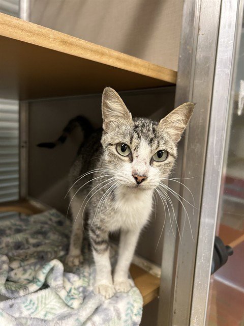 A186829 - Domestic Short Hair available for adoption
