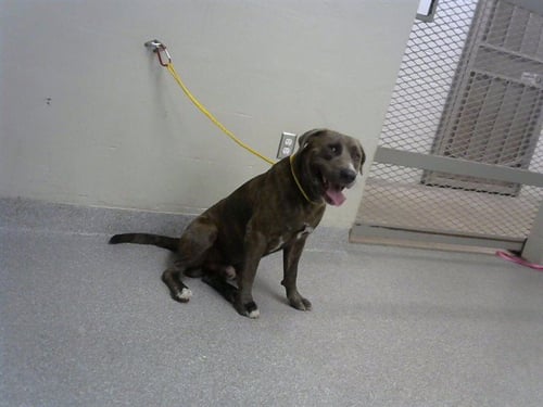 BRUNO - American Pit Bull Terrier available for adoption