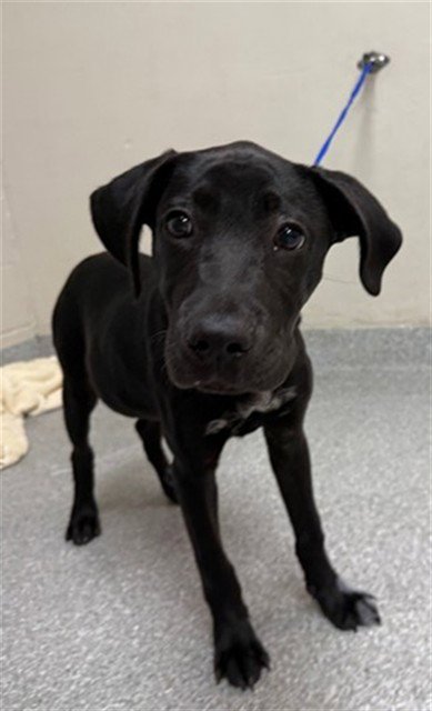 A183993 - American Pit Bull Terrier / Labrador Retriever available for adoption