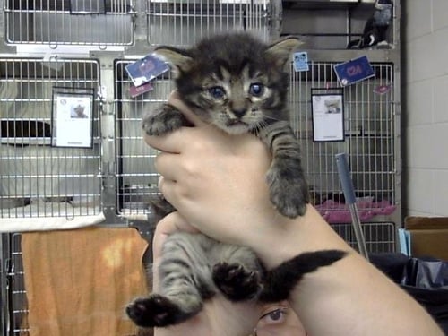 A186964 - Domestic Short Hair available for adoption