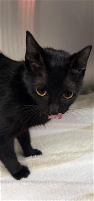 A186950 - Domestic Short Hair available for adoption