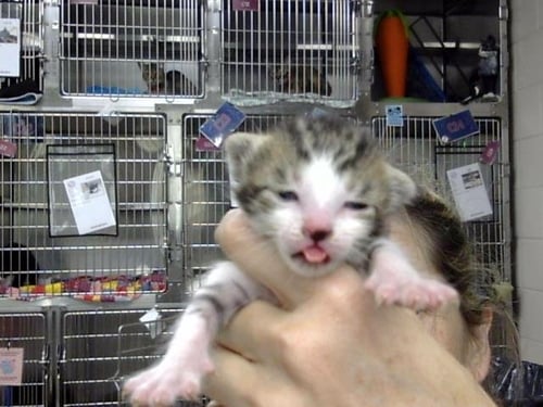 A187491 - Domestic Short Hair available for adoption
